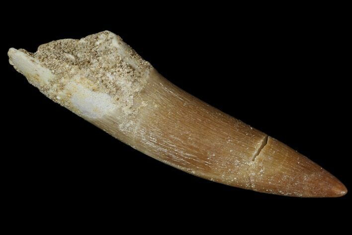 Fossil Plesiosaur (Zarafasaura) Tooth - Morocco #172287